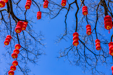 红灯笼挂满枝头迎新春