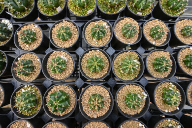 多姿多彩的仙人球