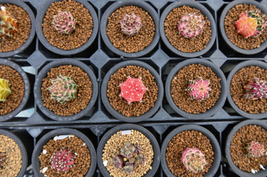 多姿多彩的仙人球