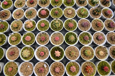 多姿多彩的仙人球