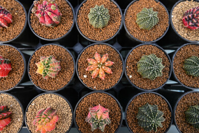 多姿多彩的仙人球