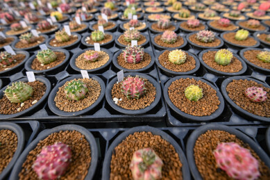 多姿多彩的仙人球