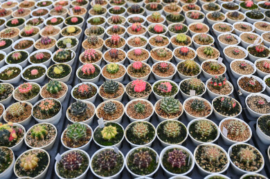 多姿多彩的仙人球