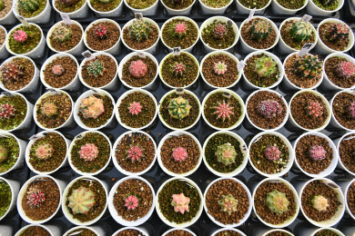 多姿多彩的仙人球