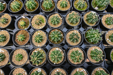 多姿多彩的仙人球