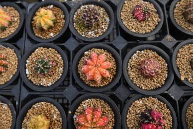 多姿多彩的仙人球