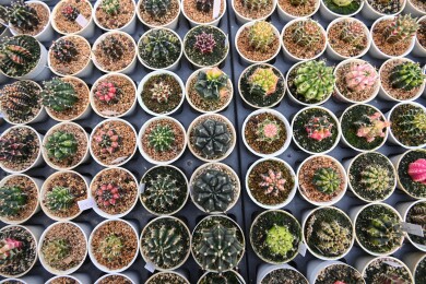 多姿多彩的仙人球