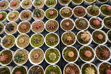 多姿多彩的仙人球