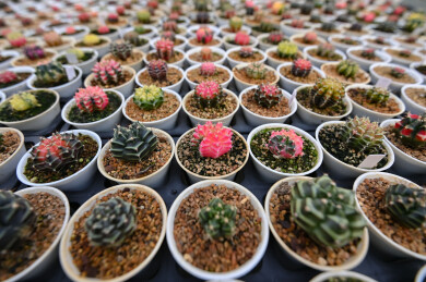 多姿多彩的仙人球