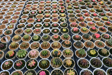 多姿多彩的仙人球