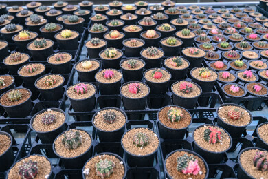 多姿多彩的仙人球