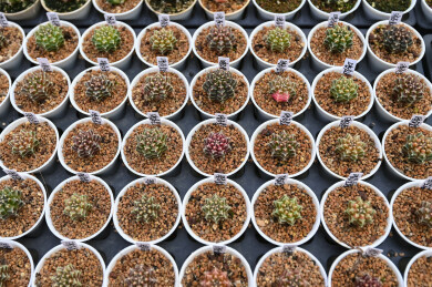 多姿多彩的仙人球