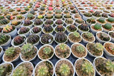 多姿多彩的仙人球