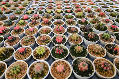 多姿多彩的仙人球