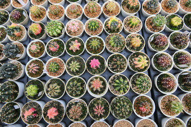 多姿多彩的仙人球