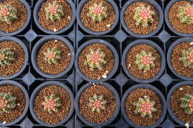 多姿多彩的仙人球