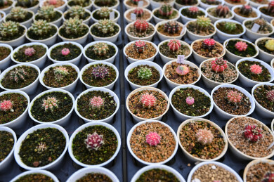 多姿多彩的仙人球