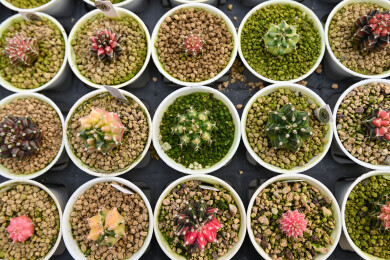 多姿多彩的仙人球