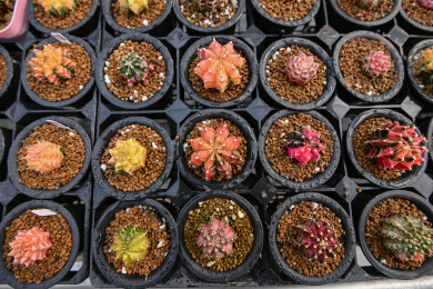 多姿多彩的仙人球