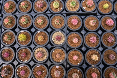 多姿多彩的仙人球