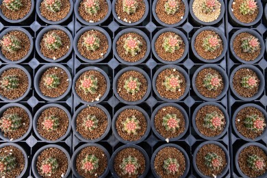 多姿多彩的仙人球