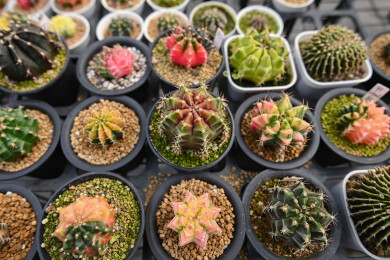 多姿多彩的仙人球