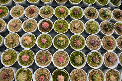 多姿多彩的仙人球