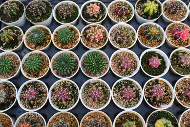 多姿多彩的仙人球