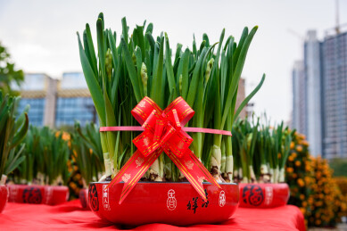 水仙花盆栽中国新年春节迎春花摆件