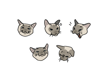 猫咪头像