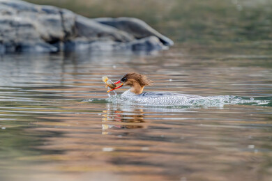 中华秋沙鸭在溪流中捕食嬉戏的画面