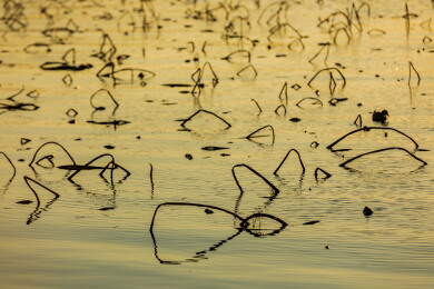 残荷倒影,水墨意境