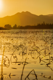 金色水面残荷夕阳