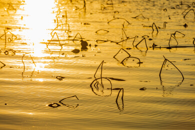 金色水面残荷夕阳