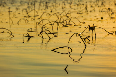 金色水面残荷夕阳