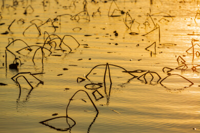 金色水面残荷夕阳