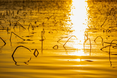 金色水面残荷夕阳