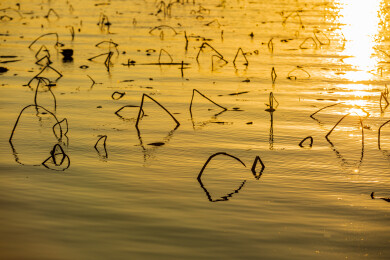 金色水面残荷夕阳