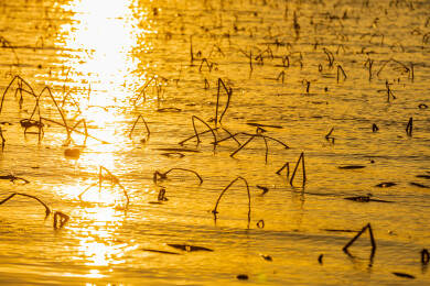 金色水面残荷夕阳