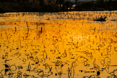 金色水面残荷夕阳