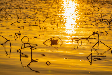 金色水面残荷夕阳