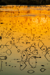 金色水面残荷夕阳