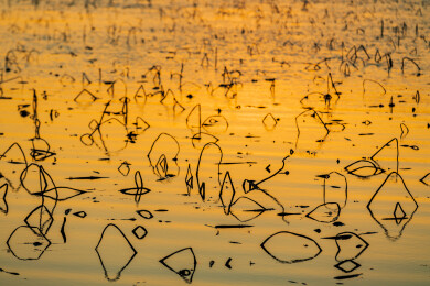 金色水面残荷夕阳