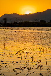 金色水面残荷夕阳