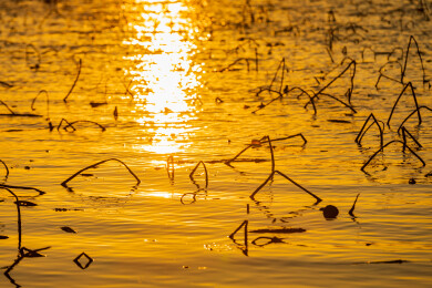 金色水面残荷夕阳