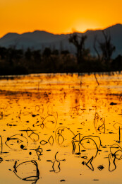 金色水面残荷夕阳