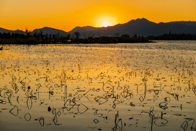 金色水面残荷夕阳