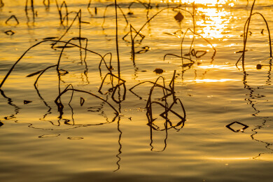 金色水面残荷夕阳