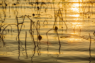 金色水面残荷夕阳