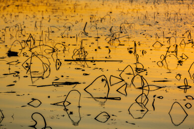 金色水面残荷夕阳